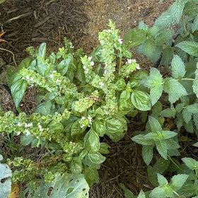 Photo of the plant species Pepper Elder by @BigRoyalfern49 named Muhammad Ali on Greg, the plant care app