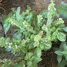 Photo of the plant species Pepper Elder by @BigRoyalfern49 named Gregarious on Greg, the plant care app