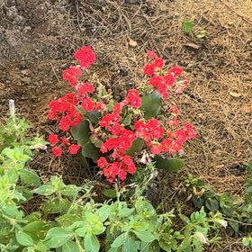 Photo of the plant species Coral Bells by @BigRoyalfern49 named Fernie Mac on Greg, the plant care app