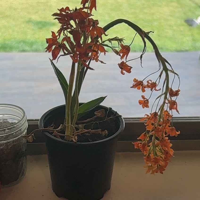 Photo of the plant species Fire Star Orchid by @BigRoyalfern49 named Madonna on Greg, the plant care app