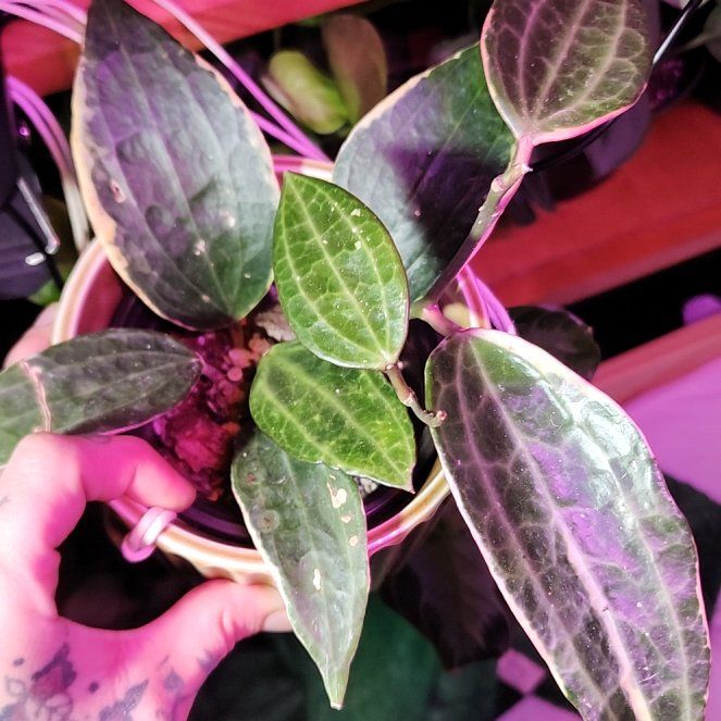 Photo of the plant species Hoya macrophylla 'Albomarginata' by @ManyBluehaze68 named Cleopatra on Greg, the plant care app