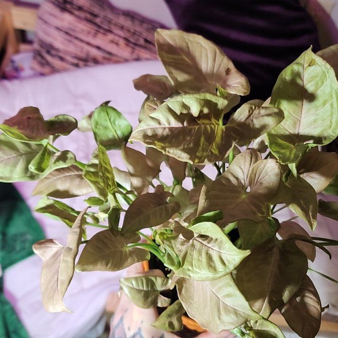 Photo of the plant species Pink Allusion Arrowhead Plant by @ManyBluehaze68 named Elle on Greg, the plant care app