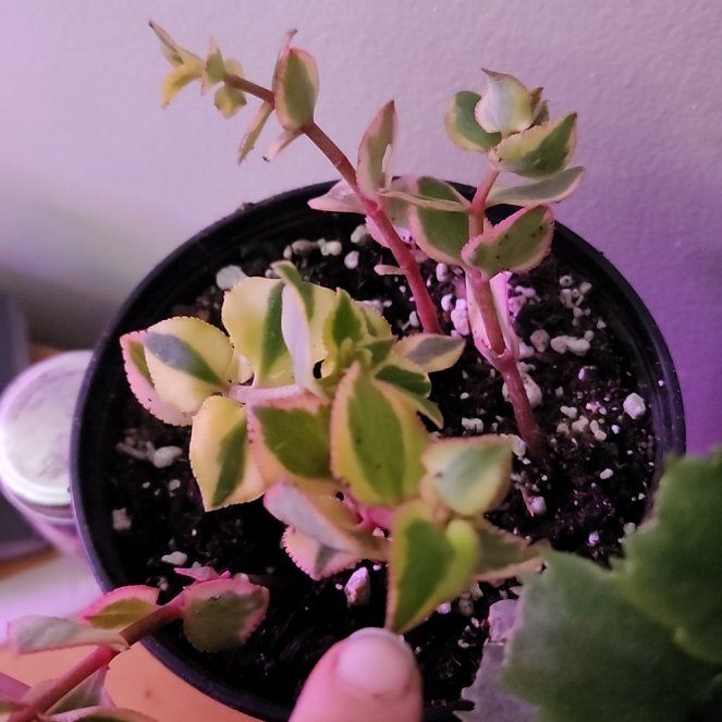 Photo of the plant species Variegated Trailing Jade Plant by @ManyBluehaze68 named Achilles on Greg, the plant care app