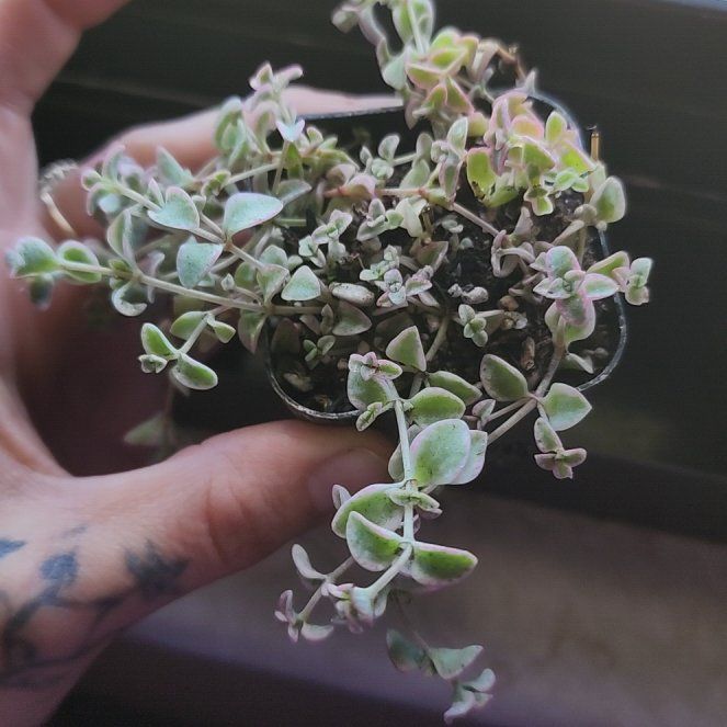 Photo of the plant species Sedum 'Little Missy' by @ManyBluehaze68 named Baesil on Greg, the plant care app