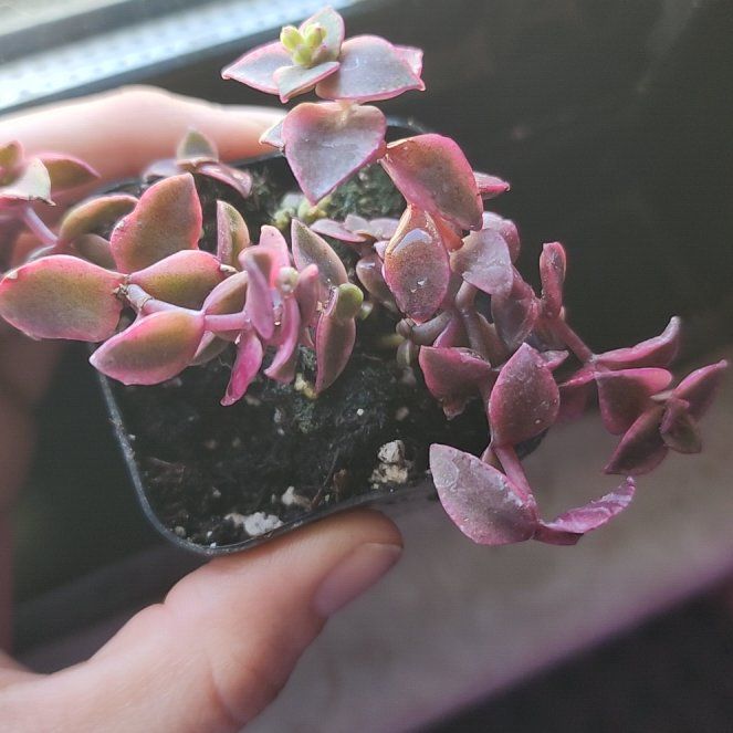 Photo of the plant species Calico Kitten by @ManyBluehaze68 named Terra on Greg, the plant care app