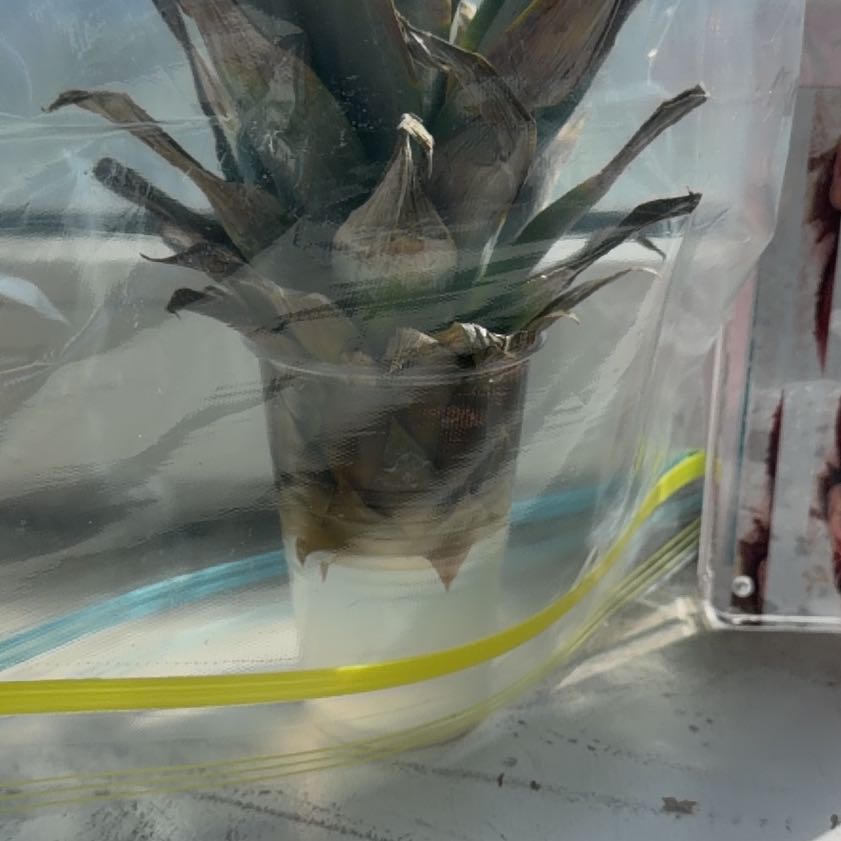 Photo of the plant species Pineapple by @MarkedRedpanama named Prince on Greg, the plant care app