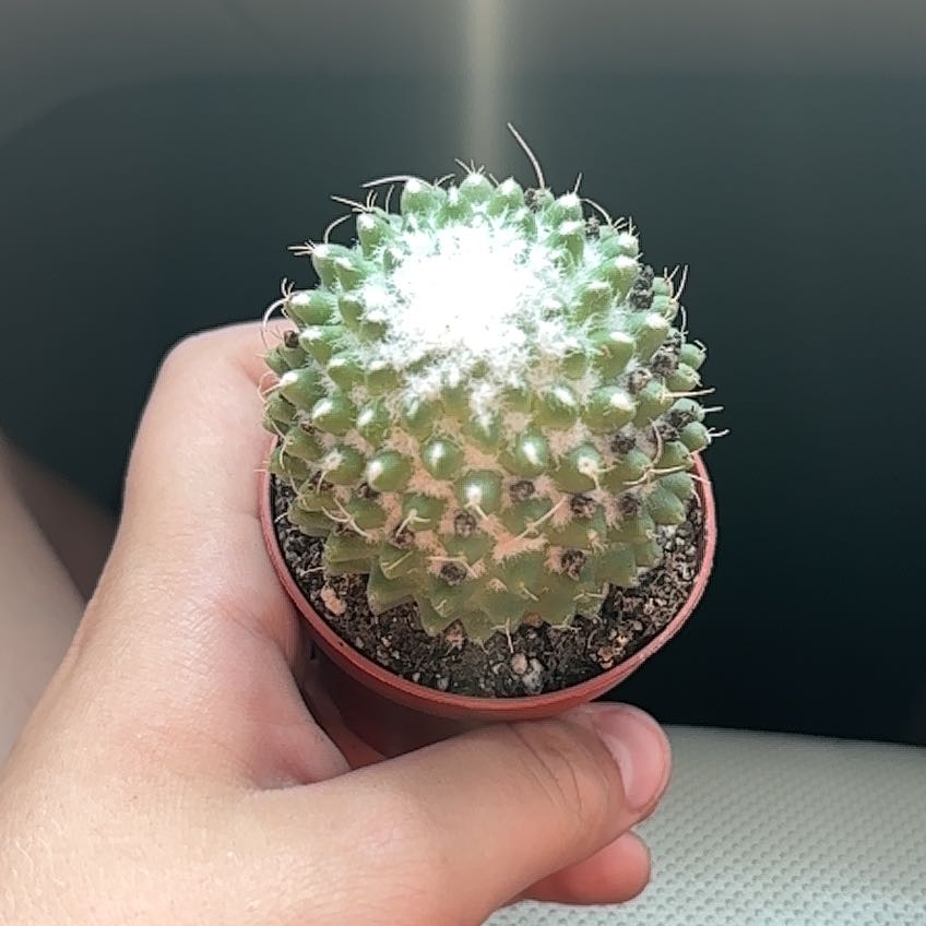 Photo of the plant species Mammillaria polythele 'Nuda' by @GoldDuranta28 named Duke on Greg, the plant care app