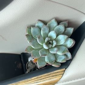 Photo of the plant species Echeveria 'Pink Edge' by @GoldDuranta28 named Mando on Greg, the plant care app
