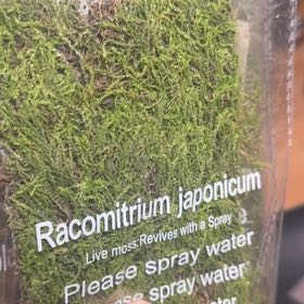 Photo of the plant species Cypress-Leaved Plait Moss by @UniquelyLilac86 named Achilles on Greg, the plant care app
