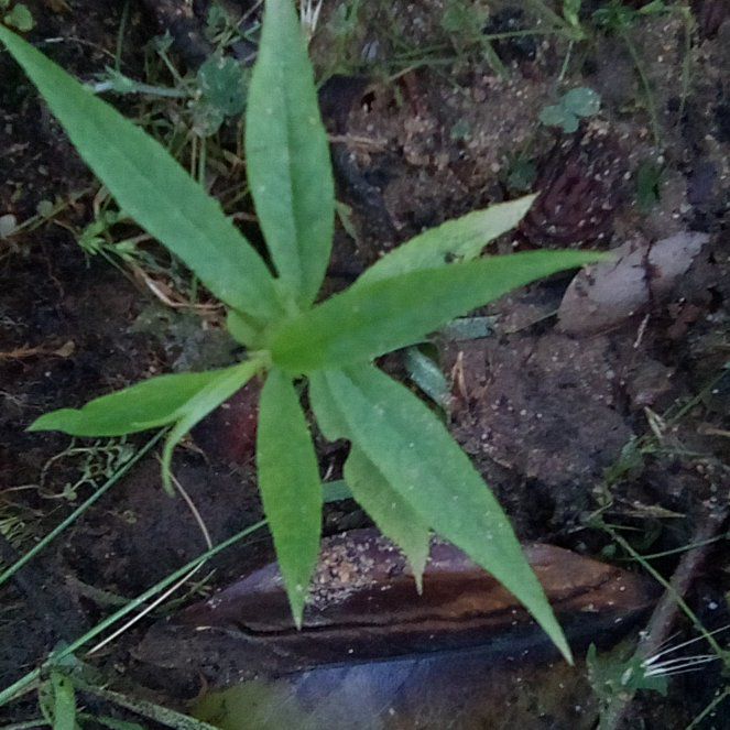 Photo of the plant species Scarlet Hibiscus by @GemAlbo41 named Tupot amaroot on Greg, the plant care app