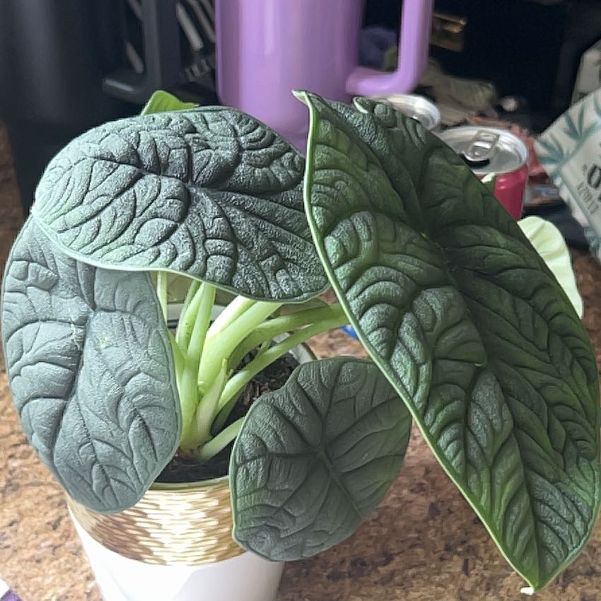 Photo of the plant species Alocasia 'Rugosa' by @Valleygirl7.3 named Lola on Greg, the plant care app
