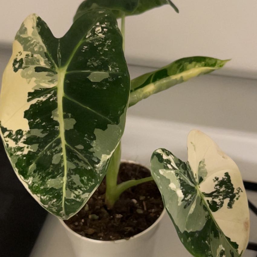 Photo of the plant species Alocasia Frydek by @Valleygirl7.3 named Mando on Greg, the plant care app