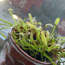 Photo of the plant species Cape Sundew by @Valleygirl7.3 named Naomi on Greg, the plant care app
