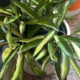 Photo of the plant species Hoya Wayetti by @Valleygirl7.3 named Austen on Greg, the plant care app
