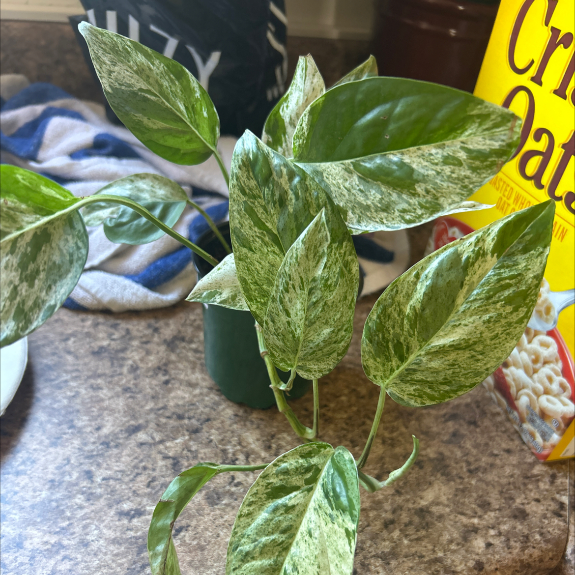 Photo of the plant species Marble Epipremnum Pinnatum by @Valleygirl7.3 named Sproutacus on Greg, the plant care app
