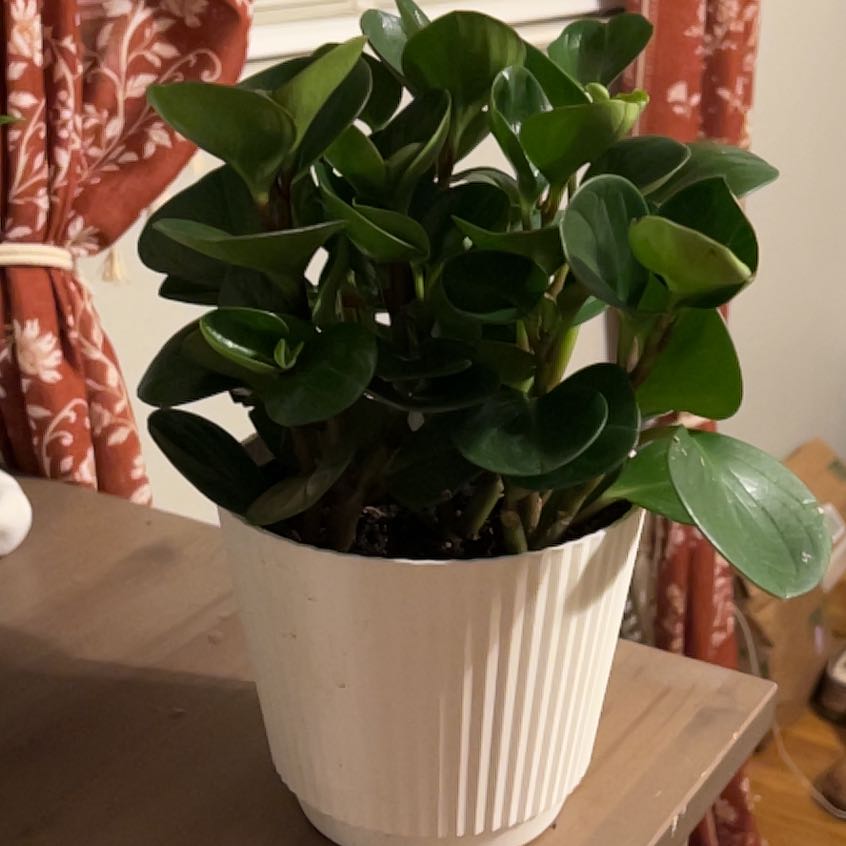 Photo of the plant species Assorted Peperomia by @SassyBorage16 named Sahara on Greg, the plant care app