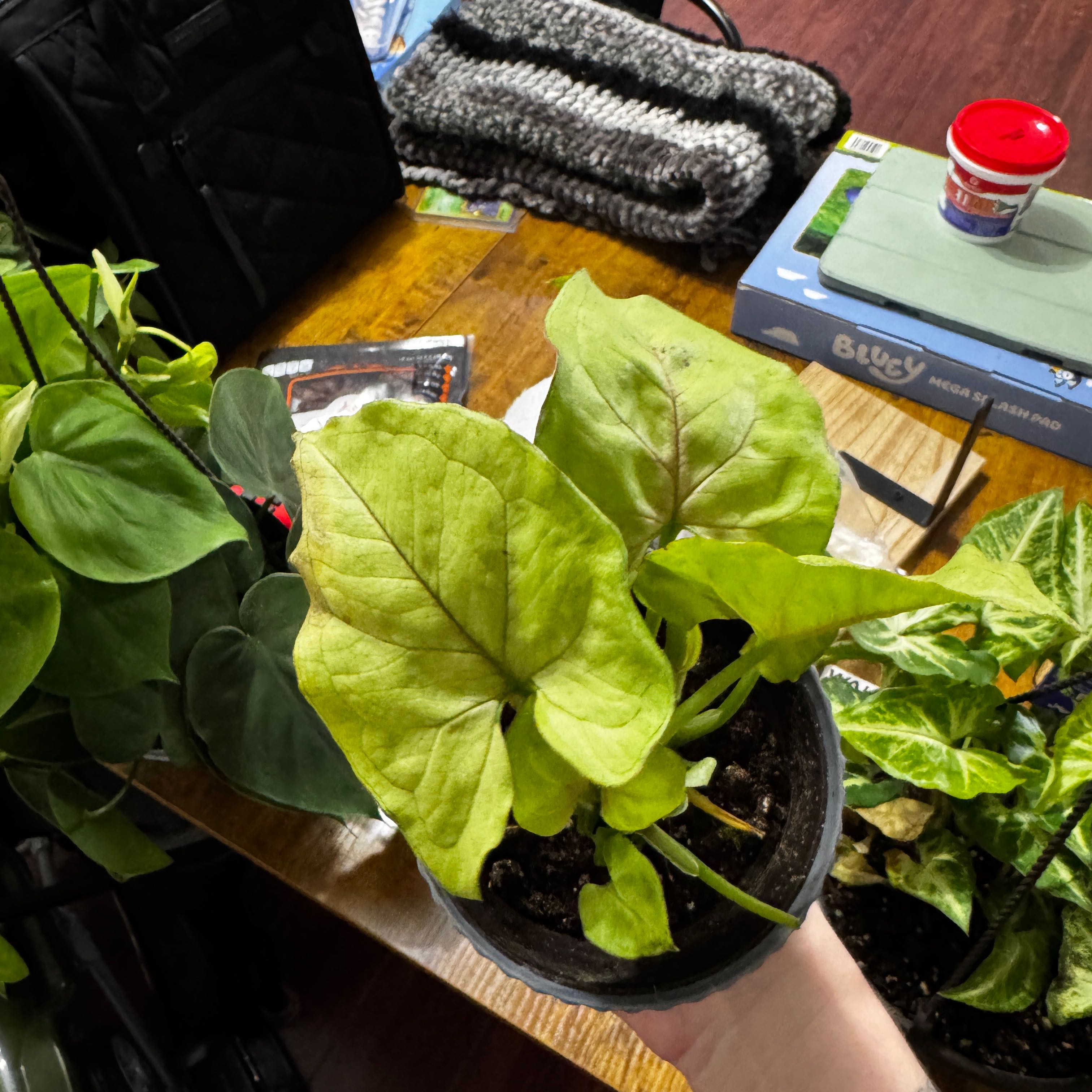 Photo of the plant species Pink Allusion Arrowhead Plant by @CoolSkimmia88 named Nemo on Greg, the plant care app