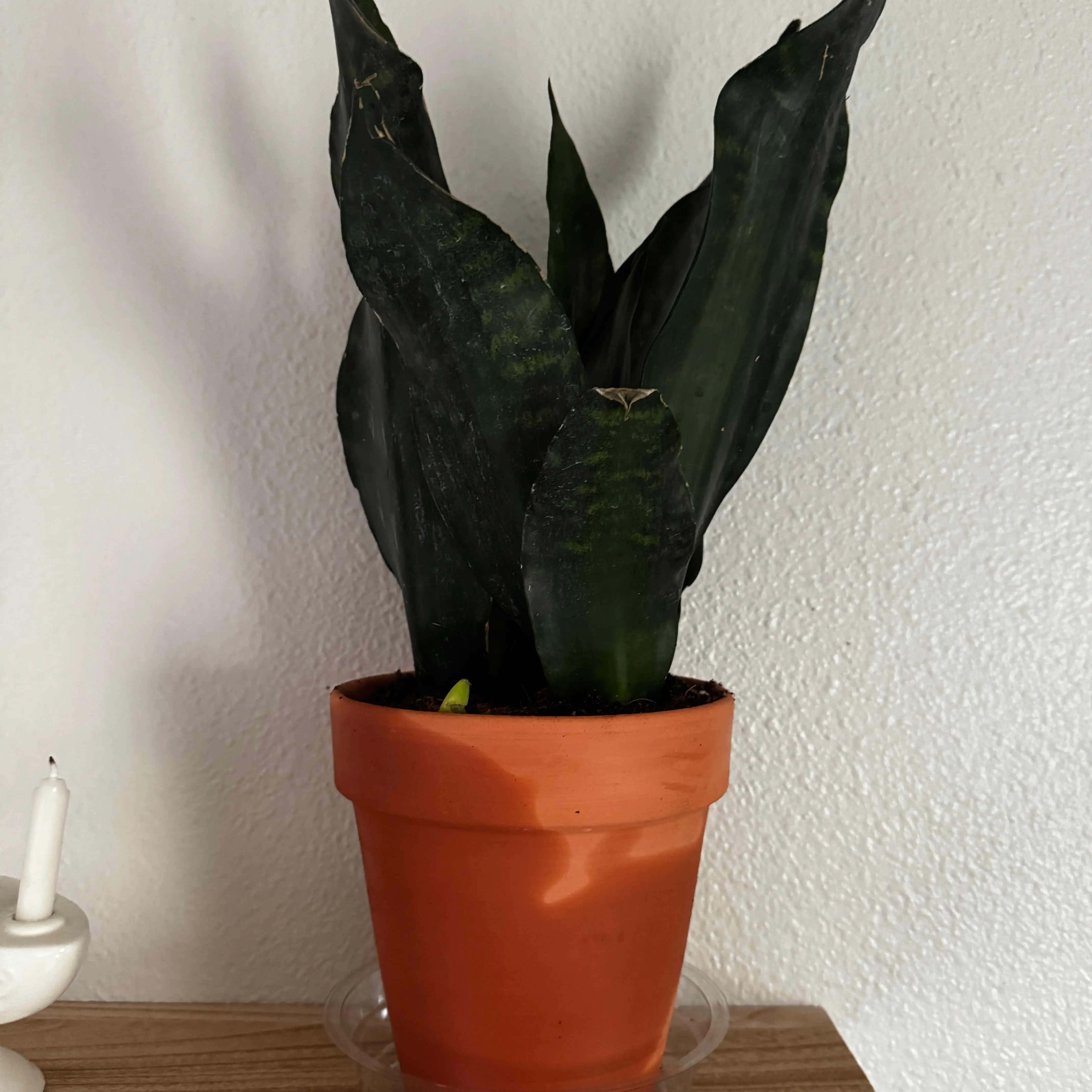 Photo of the plant species Sansevieria 'Black Dragon' by @CoolSkimmia88 named Scarlett on Greg, the plant care app