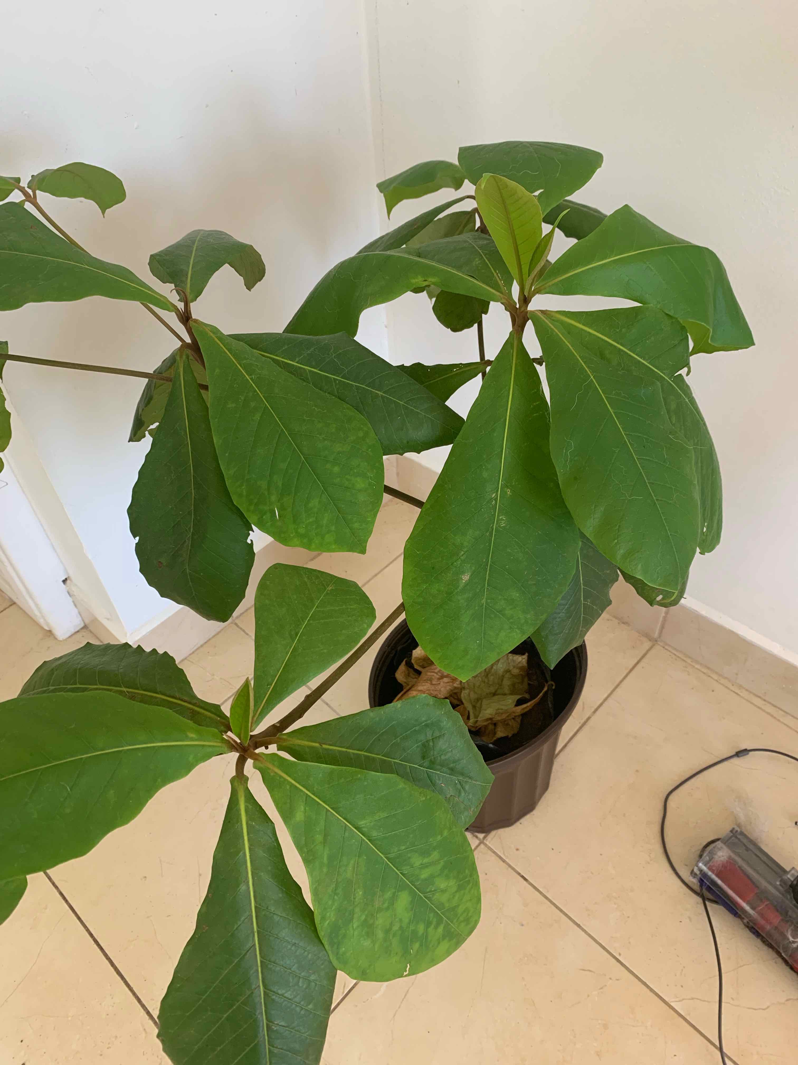 Beach Almond plant in a pot with mostly healthy green leaves.