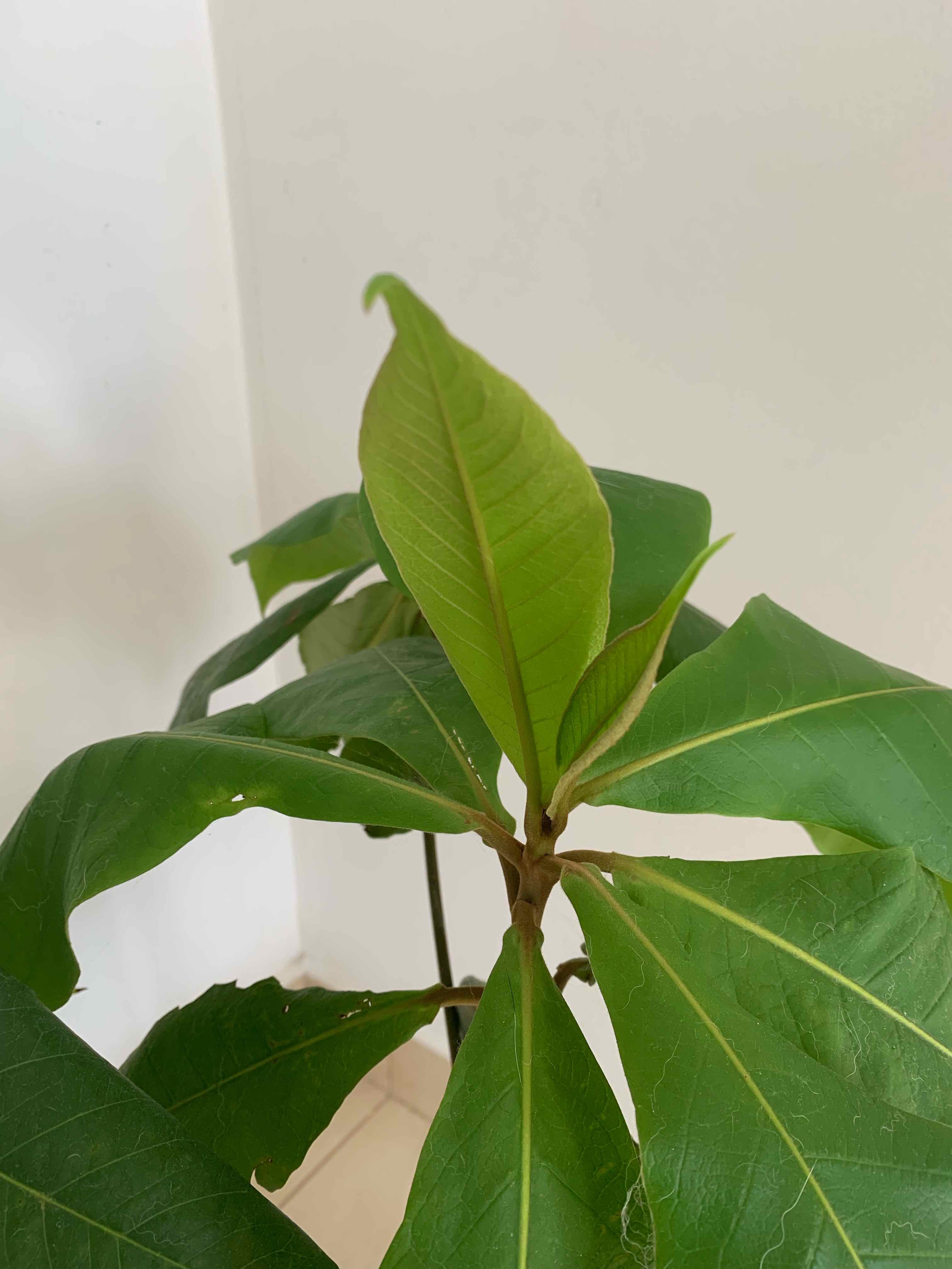 Beach Almond plant with healthy green leaves, well-framed and centered.
