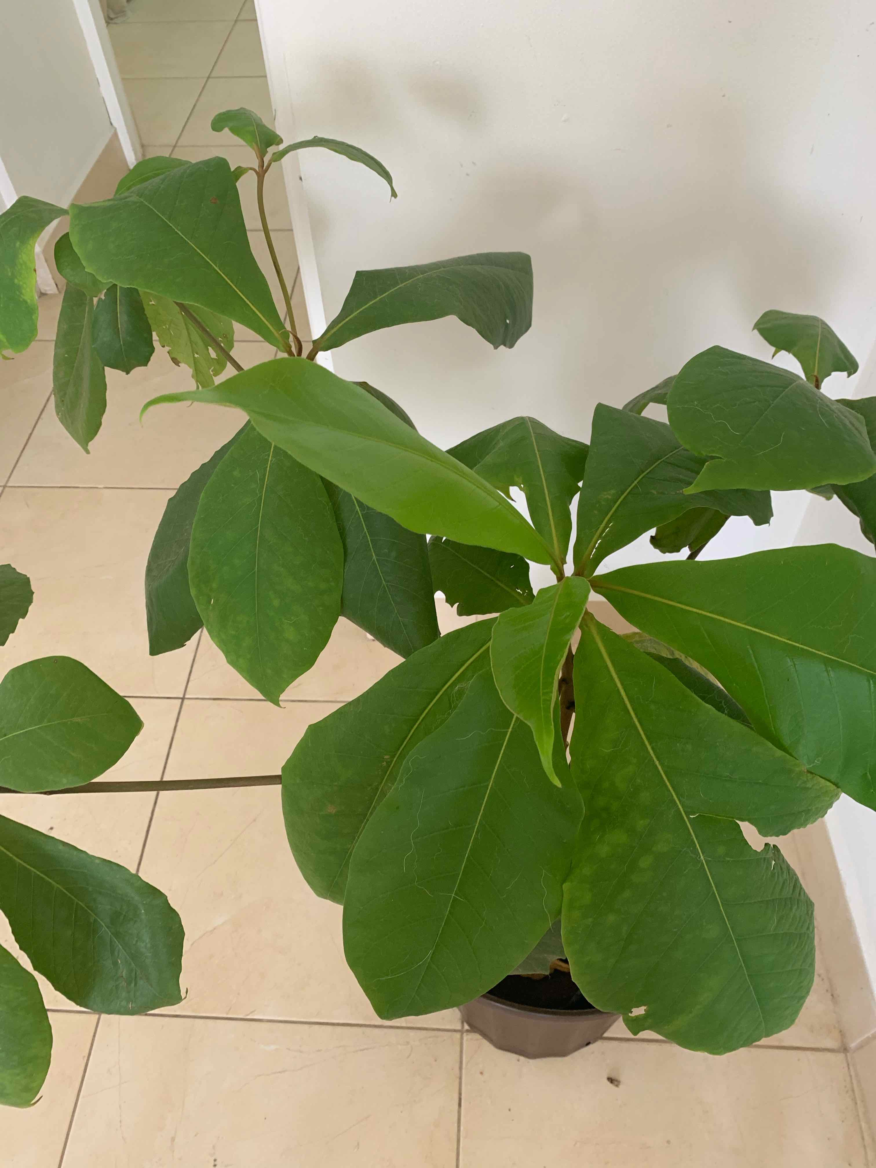 Plant care for Beach Almond on Greg, the plant care app