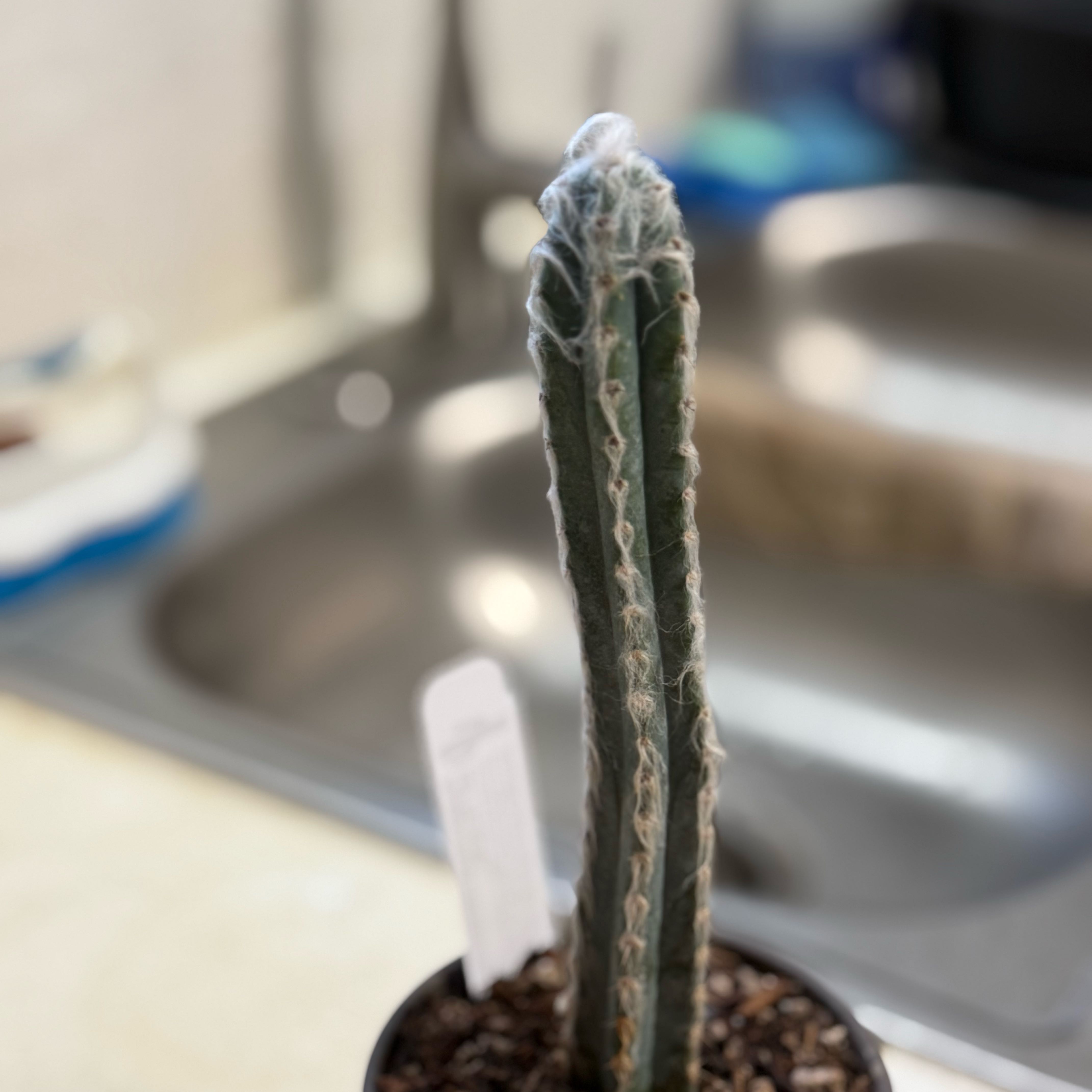 Photo of the plant species Old Man Cactus by @StandupBluerose named Zeus on Greg, the plant care app