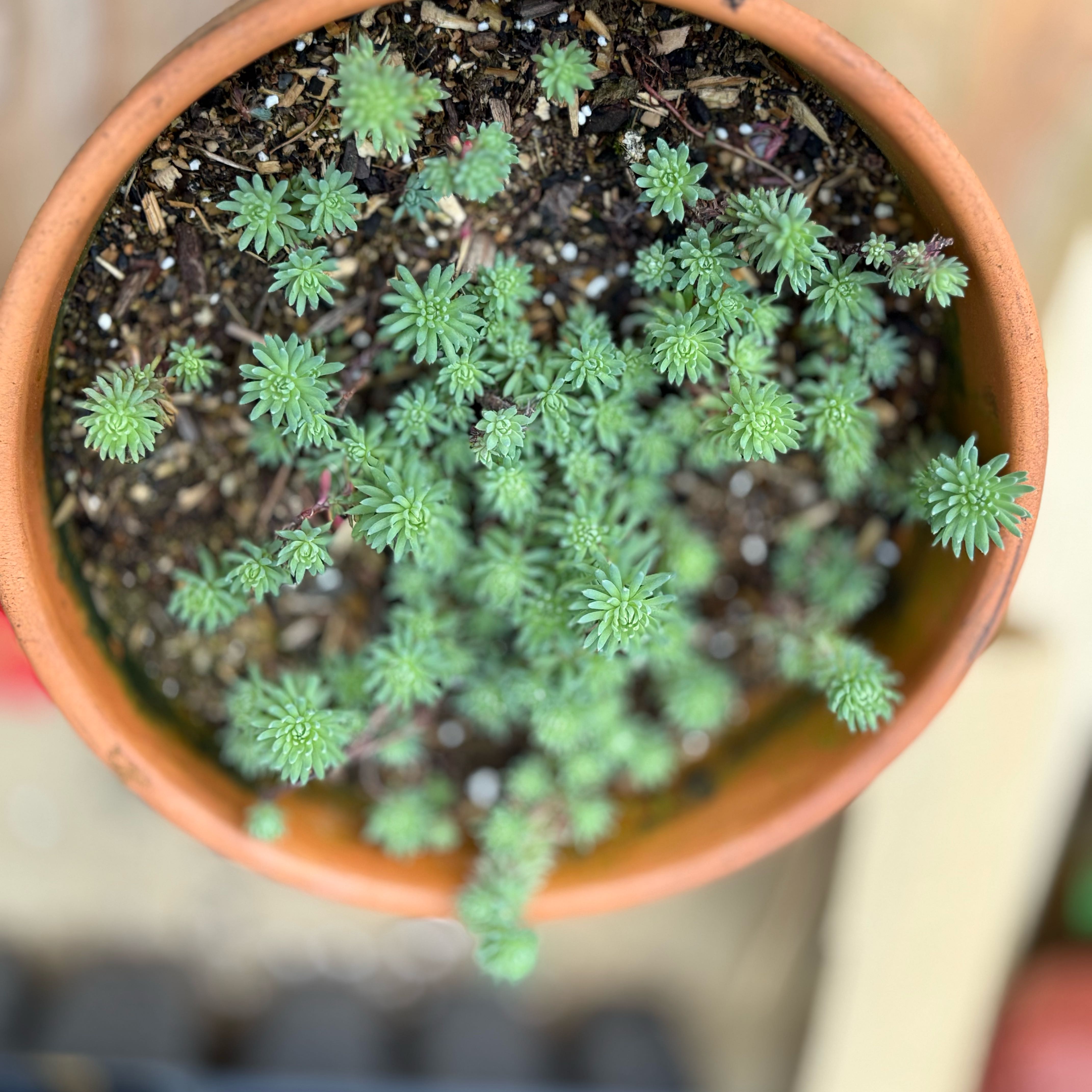 Photo of the plant species Spanish Stonecrop by @StandupBluerose named Drake on Greg, the plant care app