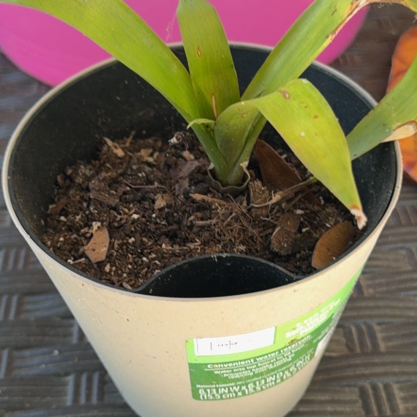 Photo of the plant species Bromeliad by @RealTarbush13 named Gaga on Greg, the plant care app