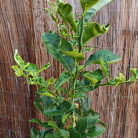 Photo of the plant species Makrut Lime by @HeraldedFord55 named Daphne on Greg, the plant care app