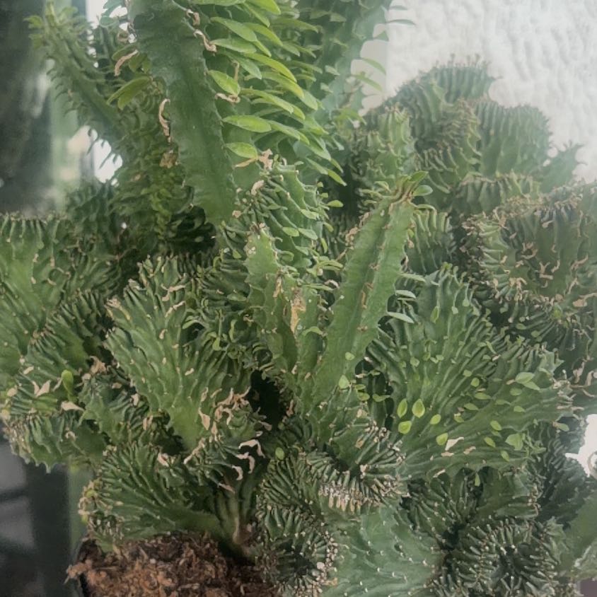 Photo of the plant species Crested African Candelabra by @UpbeatRedcap71 named Candie Candelabra on Greg, the plant care app