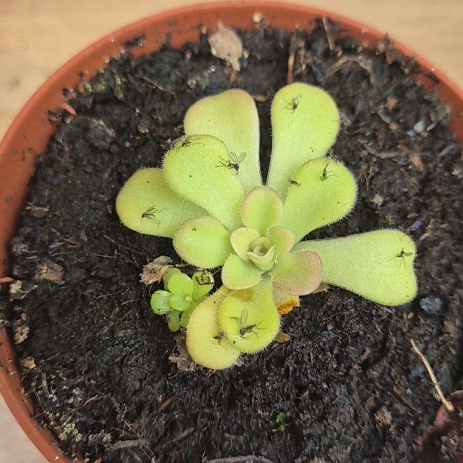 Photo of the plant species Mexican Butterwort by @SedulousMelon23 named Austen on Greg, the plant care app