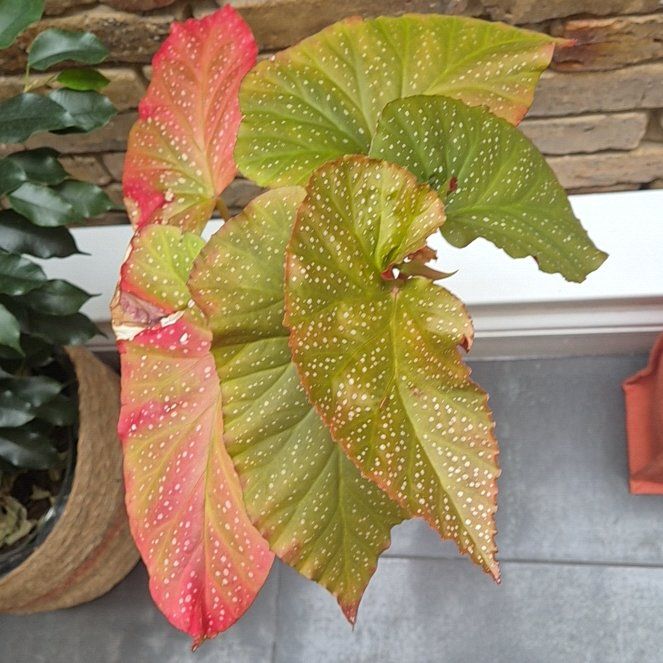 Photo of the plant species Angel Wing Begonia by @SedulousMelon23 named Foxxy on Greg, the plant care app