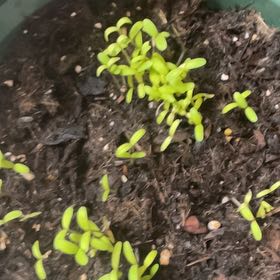 Photo of the plant species French Marigold by @ZealouslyAtom26 named Dolores on Greg, the plant care app
