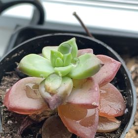 Photo of the plant species Graptosedum 'Vera Higgins' by @ZealouslyAtom26 named Khaleesi on Greg, the plant care app