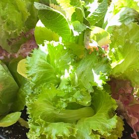 Photo of the plant species Leaf Lettuce by @DecorousTreeivy named Osmo on Greg, the plant care app