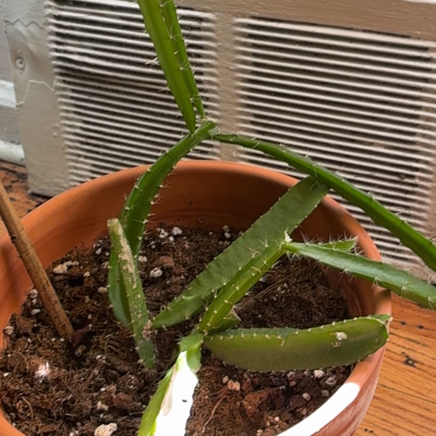 Photo of the plant species Yellow Dragon Fruit by @DecorousTreeivy named Pax on Greg, the plant care app