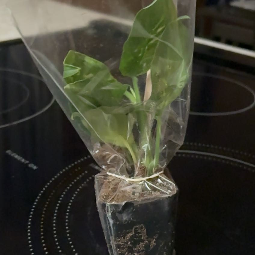 Photo of the plant species Bulbous Bluegrass by @FabBlueoak2 named Stella on Greg, the plant care app