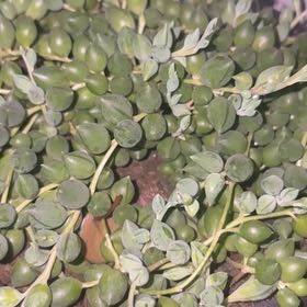Photo of the plant species String of Raindrops by @LushShallot5 named Gregarious on Greg, the plant care app