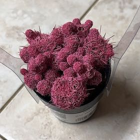 Photo of the plant species Kosmic by @EnliveningAlbo named Harry on Greg, the plant care app