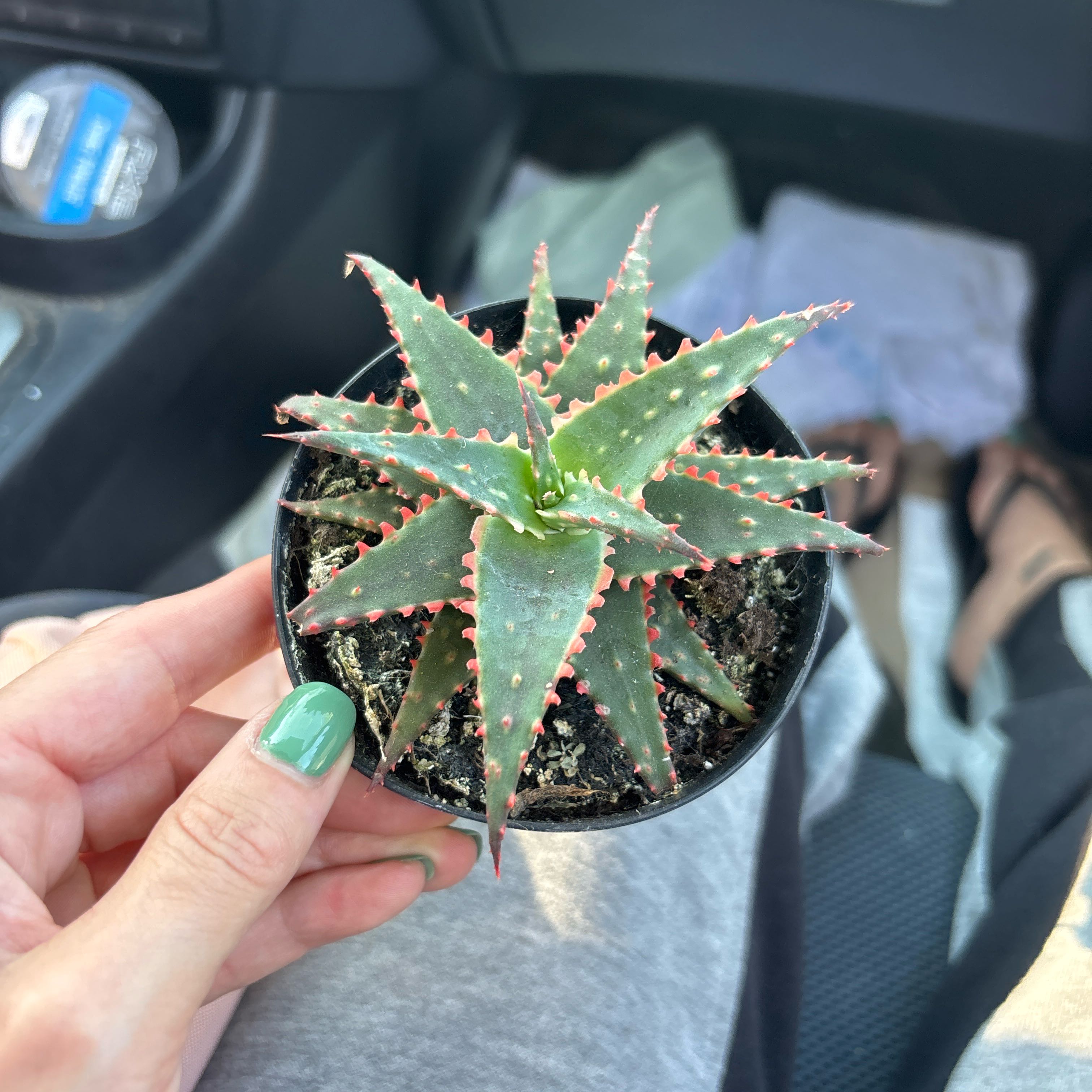 Photo of the plant species Aloe 'Christmas Sleigh' by @FineIceplant79 named Kobe on Greg, the plant care app