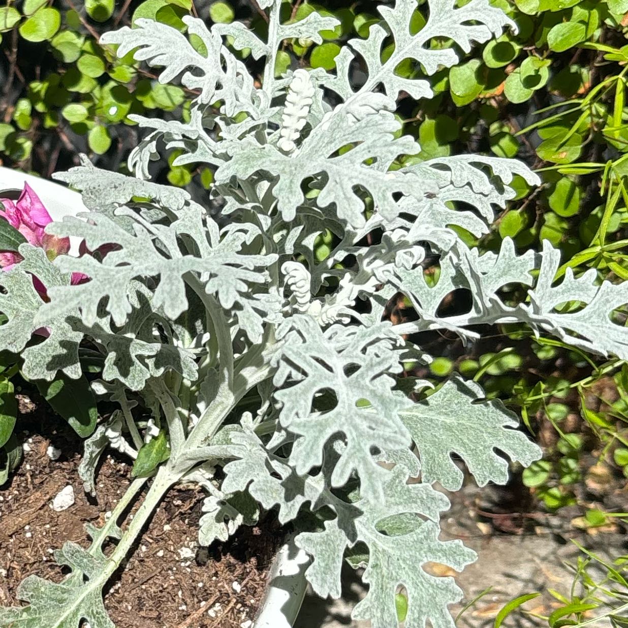 Photo of the plant species Dusty Miller by @FineIceplant79 named Sol on Greg, the plant care app