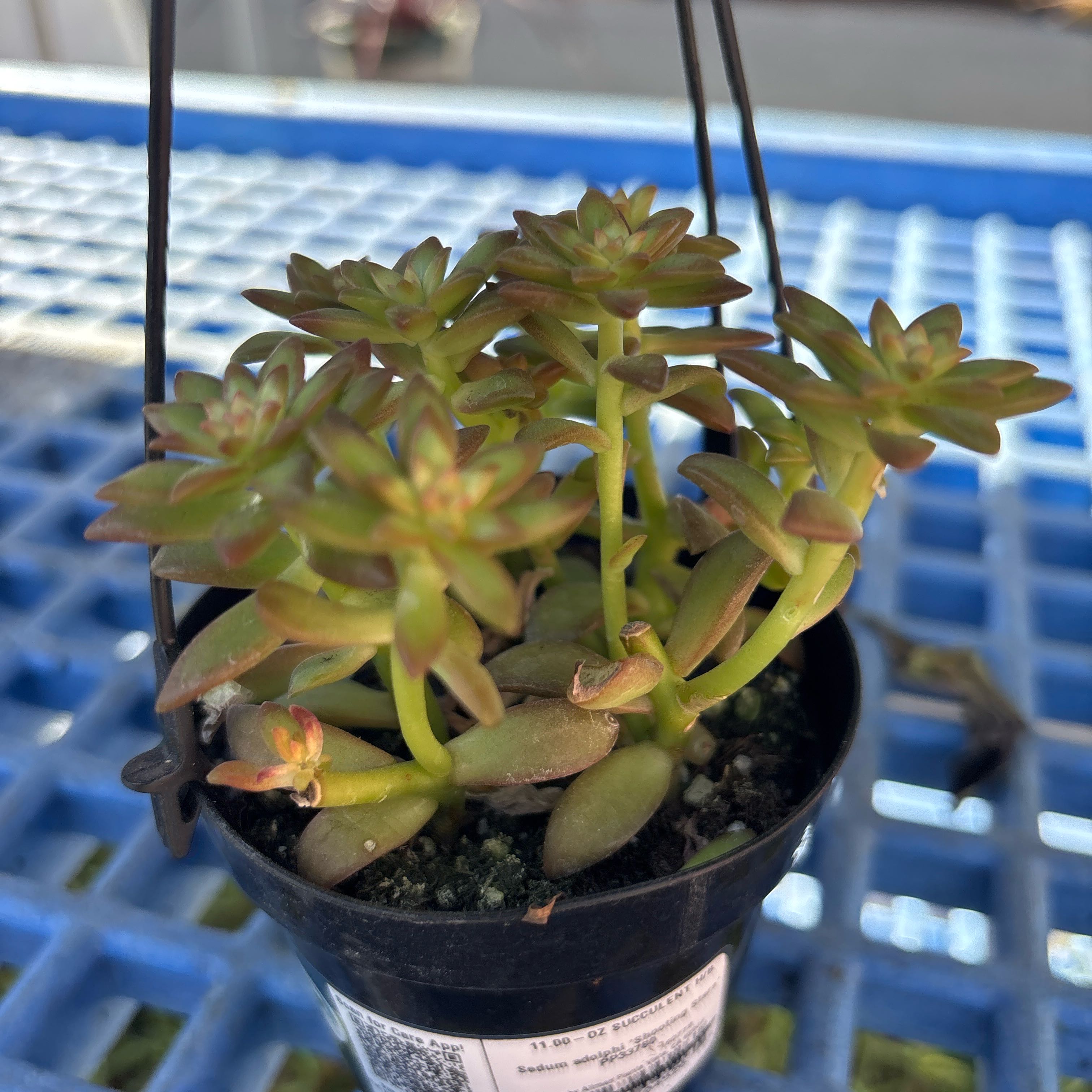 Photo of the plant species Sedum Shooting Star by @FineIceplant79 named Gomez on Greg, the plant care app