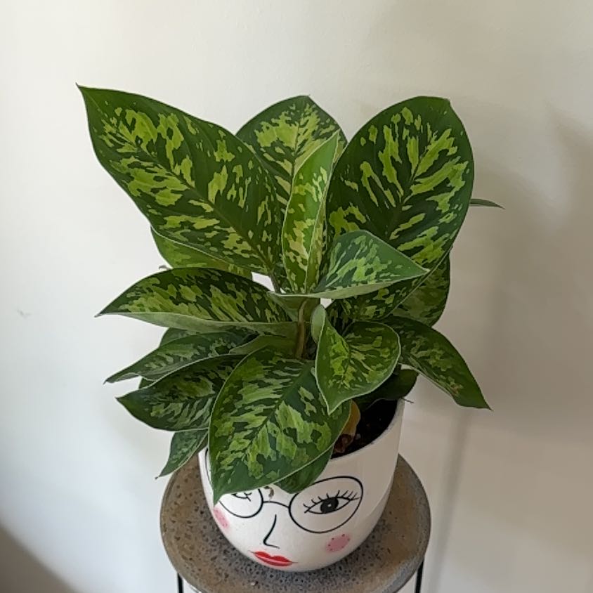 Photo of the plant species King of Hearts by @Lillypillypad named Elle on Greg, the plant care app