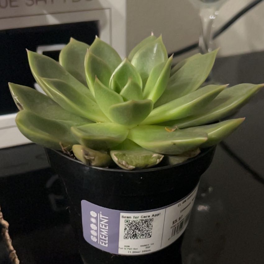 Photo of the plant species Echeveria 'Mira' by @GorgeousComet26 named Mira on Greg, the plant care app