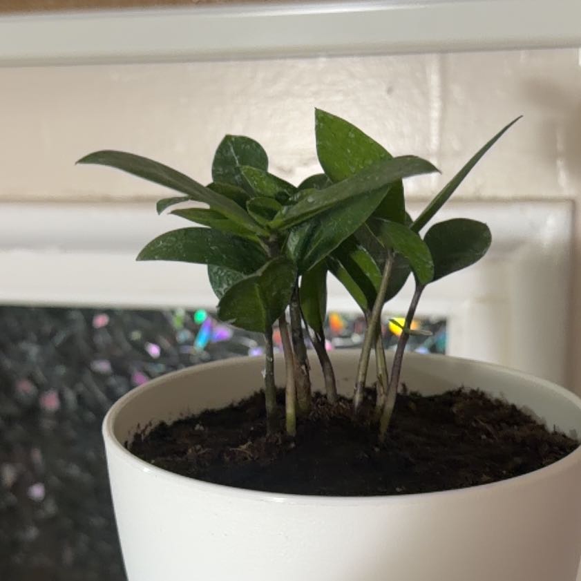 Photo of the plant species Dark Zamicro ZZ Plant by @CuriousBeans38 named ChloroPhil on Greg, the plant care app
