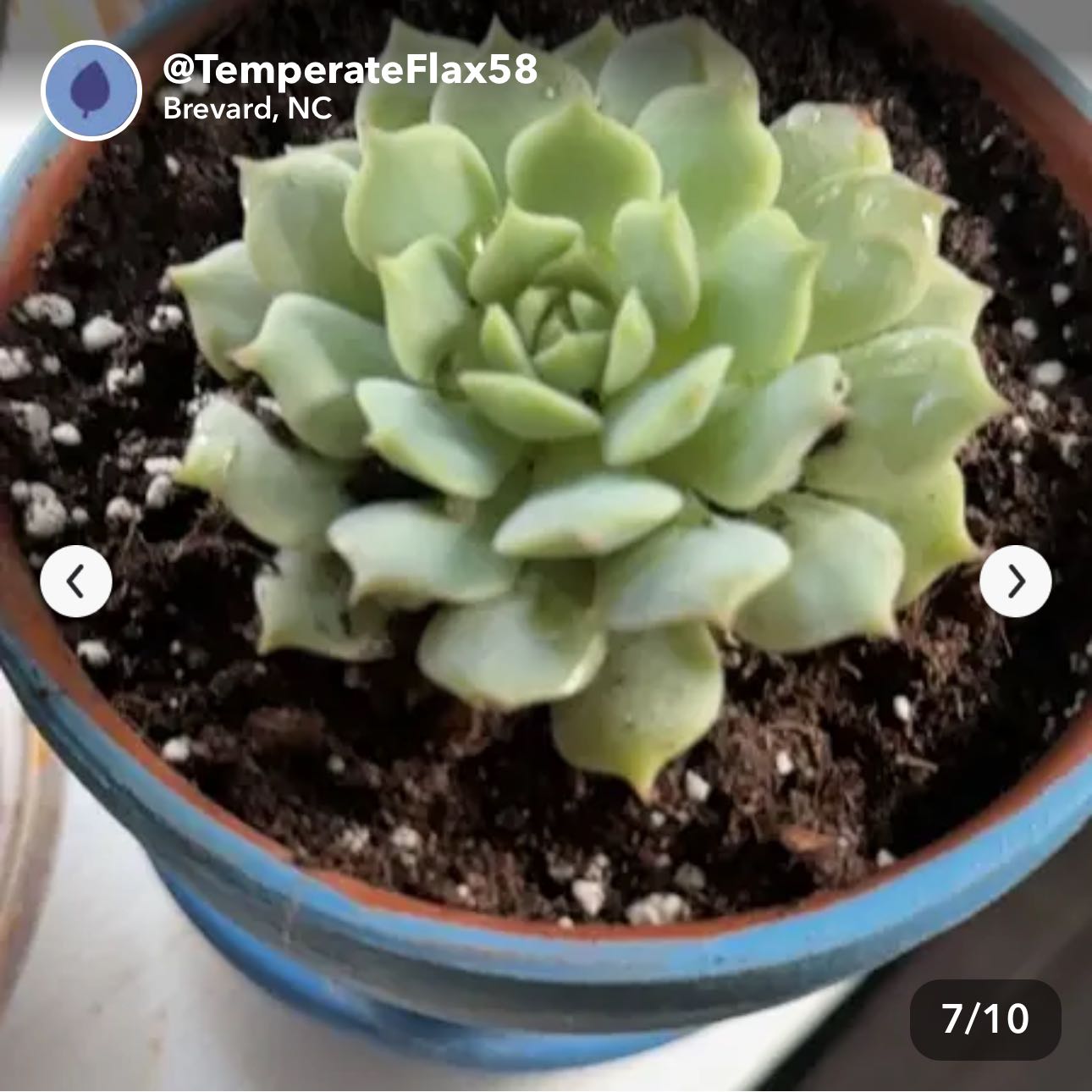 Photo of the plant species Echeveria 'Seraphina' by @AgelessTukauki named Pax on Greg, the plant care app