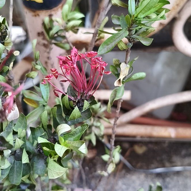 Photo of the plant species Flame of the Woods by @TryChards95 named Bodhi on Greg, the plant care app
