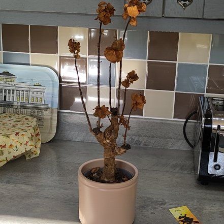 Photo of the plant species Polyscias by @DapperBushlily named Nemo on Greg, the plant care app