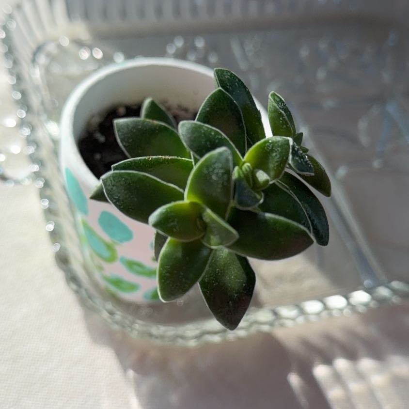Photo of the plant species Sea Sandwort by @TopAlocasia17 named Terra on Greg, the plant care app