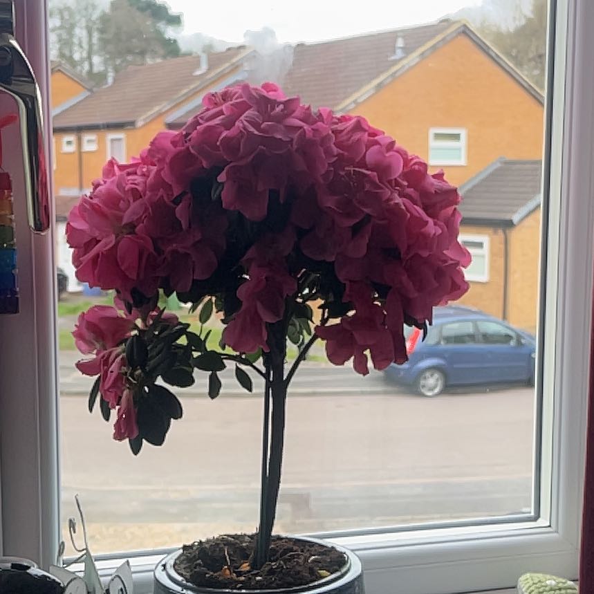 Photo of the plant species Pink Azalea by @FineHeather4 named Zion on Greg, the plant care app